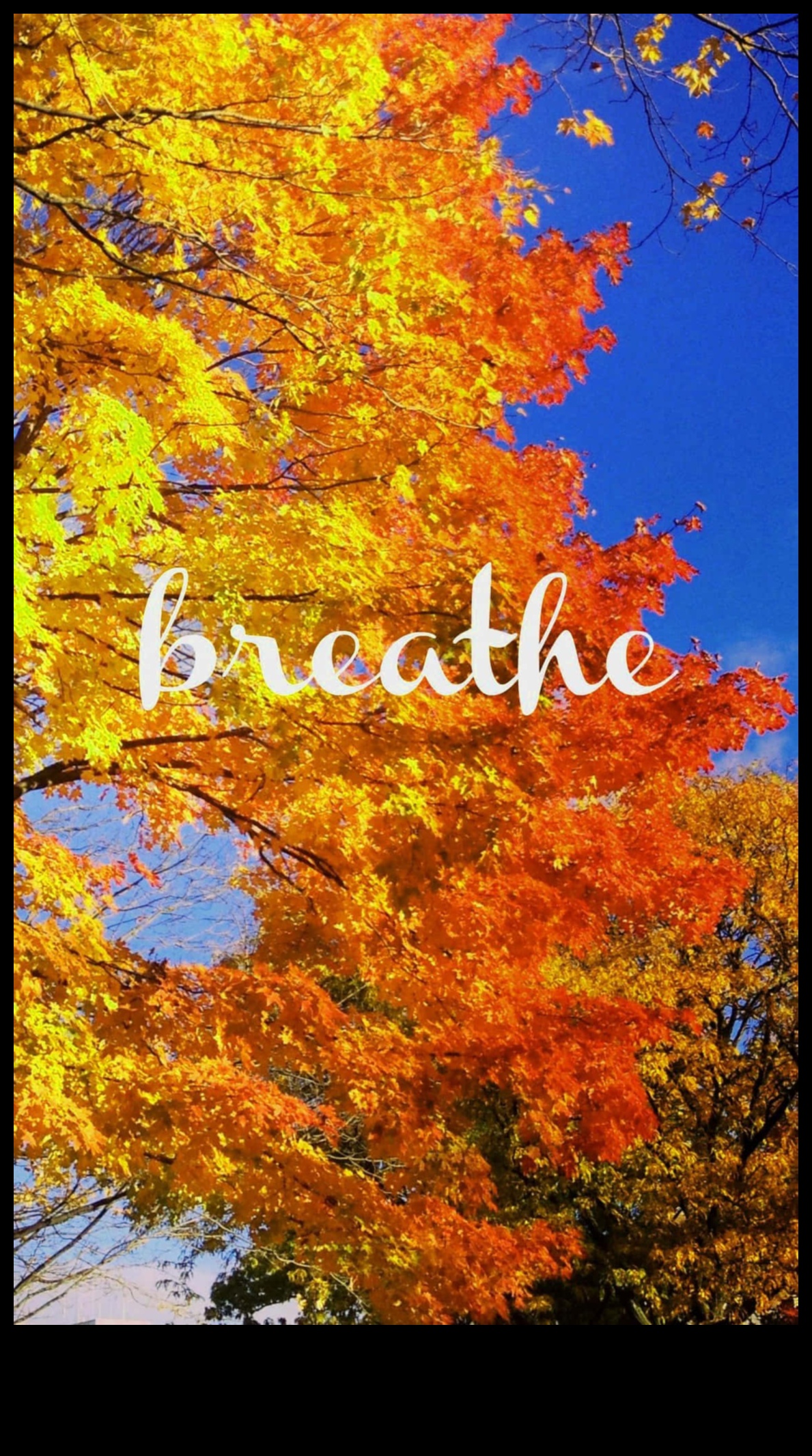 Aurele de toamnă îmbrățișează căldura toamnei cu fotografii de sezon 4 Aure de toamnă: surprindeți căldura toamnei cu stiluri de fotografie sezoniere