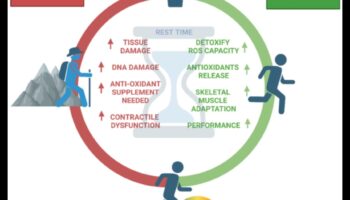 Antioxidanții dezvăluiți: dezvăluirea secretelor performanței de vârf