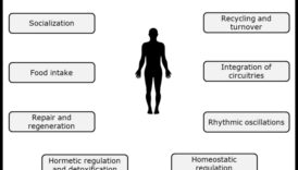 Echilibrul biochimic: cheia sănătății nutriționale optime